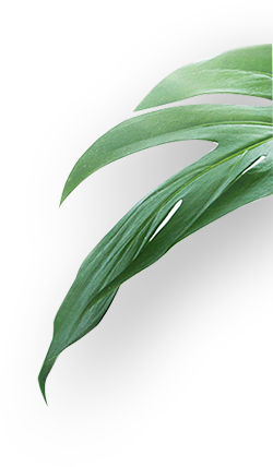 進口除甲醛產(chǎn)品